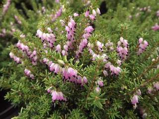 BRUYERE carnea 'Helen'