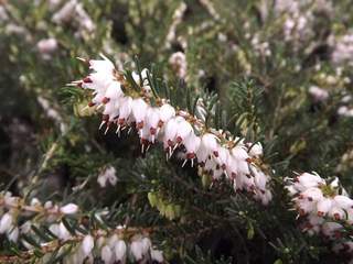 Bruyère - BRUYERE - ERICA darleyensis 'Silberschmelze' - Arbuste