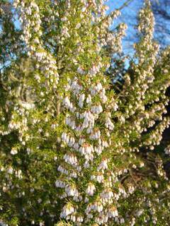 Bruyère méditerranéenne - BRUYERE - ERICA mediterranea 'Alba' - Arbuste