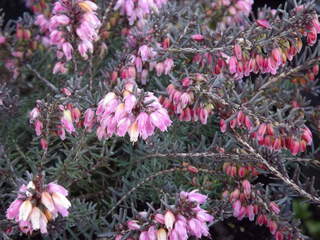 Bruyère - BRUYERE - ERICA darleyensis 'Red Spring Surprise' - Arbuste