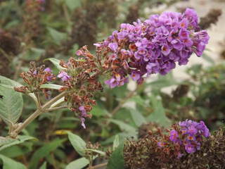 Arbres aux papillons nain - BUDDLEJA davidii 'Blue chips' - Arbuste