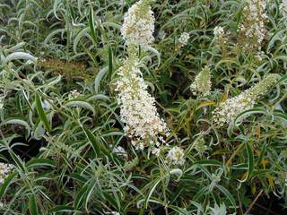 Arbre aux papillons - BUDDLEJA davidii 'Nanho white' - Arbuste