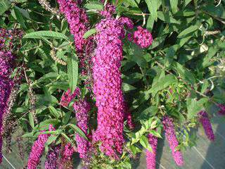 Arbre aux papillons rouge - BUDDLEJA davidii 'Royal red' - Arbuste