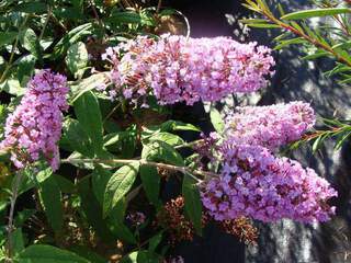 Buddleia 'Pink Delight' at