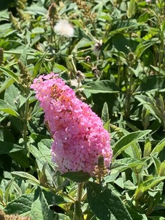 Arbre aux papillons - BUDDLEJA davidii 'Butterfly candy little pink' - Arbuste