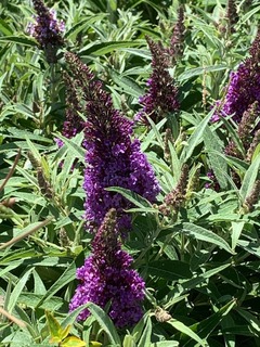 Arbre aux papillons - BUDDLEJA davidii 'Butterfly candy little purple' - Arbuste