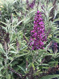 Arbre aux papillons - BUDDLEJA davidii 'Butterfly Tower' - Arbuste