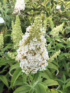 Arbre aux papillons - BUDDLEJA davidii 'White profusion' - Arbuste