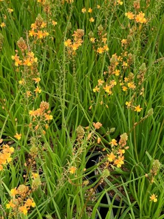 Bulbine - BULBINELLA frutescens 'Hallmark' - Vivace