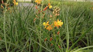 Bulbine - BULBINELLA Frutescens - Vivace