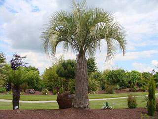 BUTIA yatae