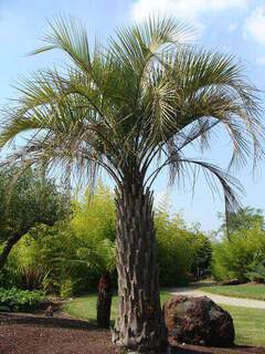 BUTIA yatai Arboretum (2)