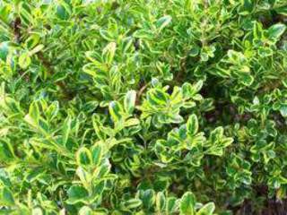 Buis à petites feuilles - BUXUS microphylla 'Golden Dream' - Arbuste