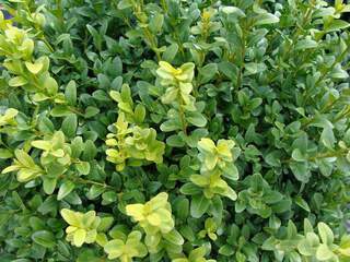 BUXUS pyramidalis AT