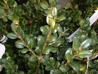 Buis  - BUXUS sempervirens Rotundifolia - Arbuste