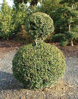 Buis  - BUXUS sempervirens - Arbuste