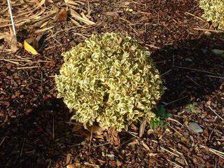 Buis  - BUXUS sempervirens 'Elegans' - Arbuste