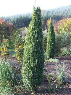 Buis 'Graham Blandy' - BUXUS sempervirens 'Graham Blandy' - Arbuste