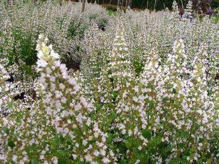 Calament - CALAMINTHA nepeta - Vivace