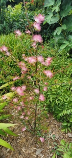 Calliandra
