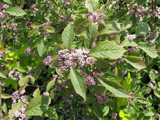 Callicarpa bodinieri Profusion.JPG