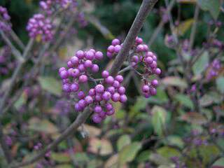 Callicarpa violet - CALLICARPA bodinieri Profusion - Arbuste