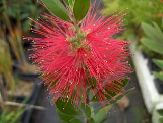 Rince bouteille rouge - CALLISTEMON citrinus 'Splendens' - Arbuste