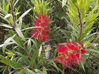 Rince bouteille rouge - CALLISTEMON masotti 'Mini red' - Arbuste