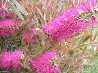 Rince-bouteille - CALLISTEMON viminalis 'Hot pink' - Arbuste