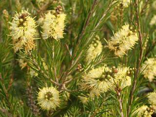 Rince bouteille - CALLISTEMON sieberi 'Widdicomb gem' - Arbuste