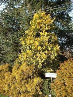 Cèdre blanc de Californie panaché - CALOCEDRUS decurrens 'Aureovariegata' - Conifère