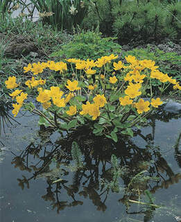 Caltha palustris