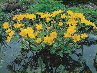 Caltha-palustris