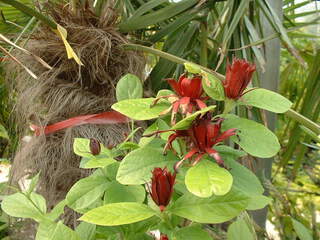 Arbre aux Anémones - Arbre pompadour - CALYCANTHUS floridus - Arbuste