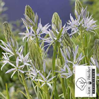 CAMASSIA - CAMASSIA leichtlinii 'Alba' -lot de 5- - Bulbe