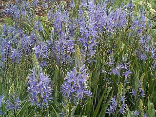 CAMASSIA - CAMASSIA leichtlinii 'Caerulea' -lot de 5- - Bulbe