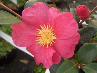 Camélia d'automne - CAMELLIA sasanqua 'Crimson king' - Terre de bruyère