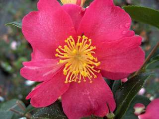 Camélia d'automne - CAMELLIA sasanqua 'Hiryu' - Terre de bruyère