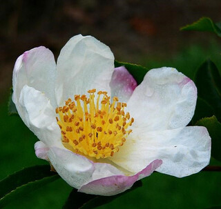 Camélia d'automne - CAMELLIA sasanqua 'Narumigata' - Terre de bruyère