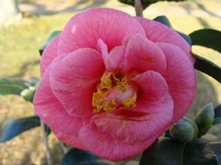 Camelia - CAMELLIA japonica 'Gloire de Nantes' - Terre de bruyère