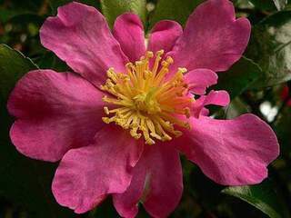 Camélia d'automne - CAMELLIA sasanqua 'Vicomte de Noailles' - Terre de bruyère