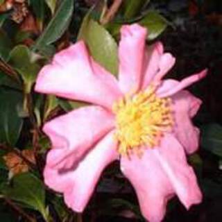 Camelia sasanqua Cleopatra AT