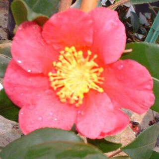 Camelia sasanqua Crimson King AT