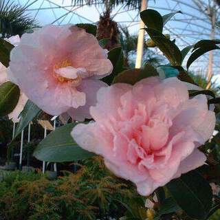 Camelia sasanqua Jean Mary AT