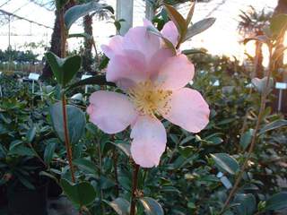 Camelia d'automne - CAMELLIA sasanqua 'Maiden's Blush' - Terre de bruyère