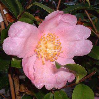 camelia sasanqua plantation pink AT