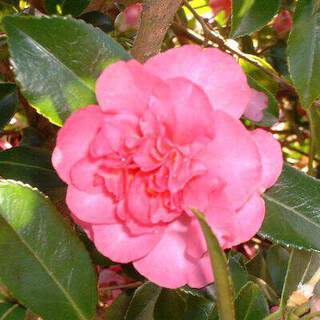 camelia sasanqua sparking burandi 2