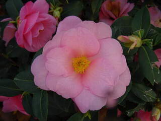 Camélia du Japon - Camélia d'hiver - CAMELLIA x williamsii 'Bowen Bryant' - Terre de bruyère