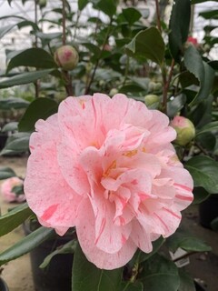 Camélia du Japon - Camélia d'hiver - CAMELLIA japonica 'Carter's sunburst' - Terre de bruyère