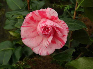 Camélia du Japon - Camélia d'hiver - CAMELLIA japonica 'Comte de Gomer' - Terre de bruyère